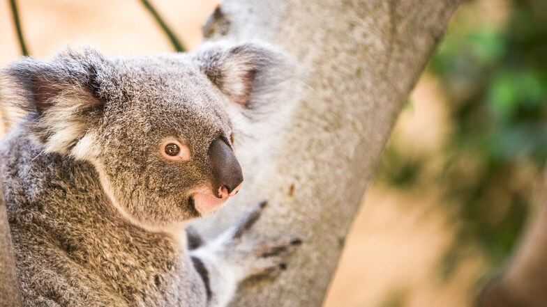 Koala-Weibchen Sydney im Dresdner Zoo.