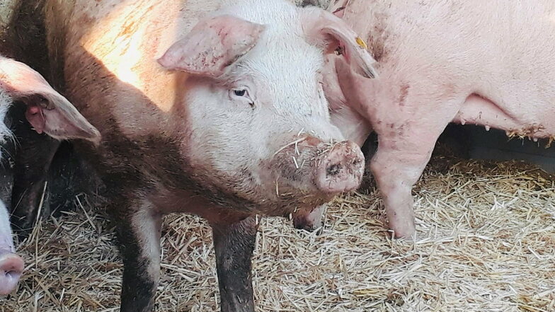Selten und auserlesen. Das beinah ausgestorbene Leicoma-Schwein entstammt einem DDR-Zuchtprogramm und wird heute von der Raunitzer Agrar UG in Gimritz bei Halle bewahrt.