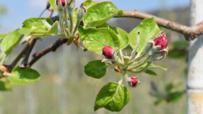 Frühblühenden Äpfeln kann Spätfrost schaden.
