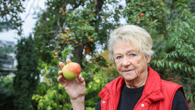 Von außen sieht der Boskoop von Brigitte Koch aus Chemnitz zum Anbeißen aus. Doch viele Äpfel sind von Maden befallen.