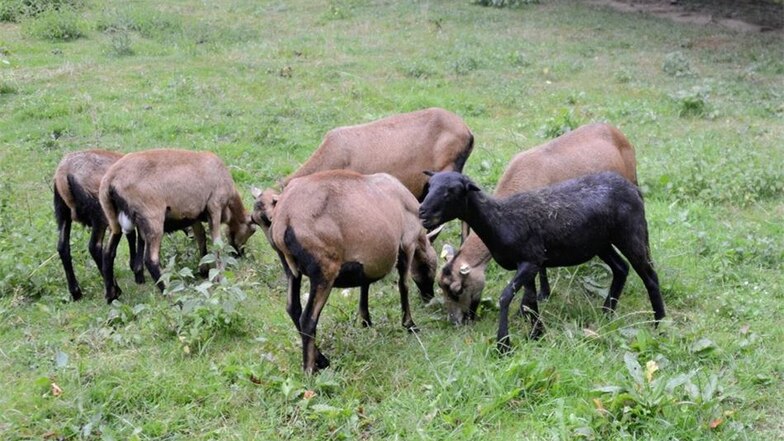 „In jeder Gruppe gibt es ein schwarzes Schaf“, sagt Tierpflegerin Maika Naß augenzwinkernd. Die Kamerunschafe machen dabei keine Ausnahme. Nur können es die Besucher bei ihnen auf den ersten Blick ausmachen.