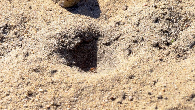 Der Ameisenlöwe fängt mithilfe eines Sandtrichters Beutetiere - insbesondere Ameisen.