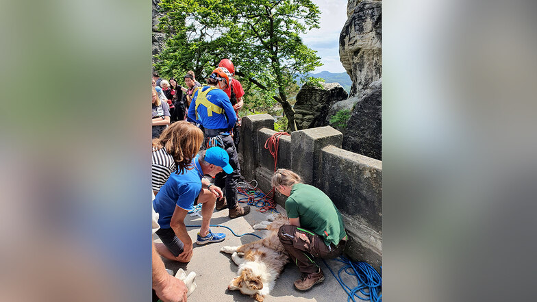 Sächsische Schweiz: Hund Ben stürzt von der Bastei ab - kein Einzelfall