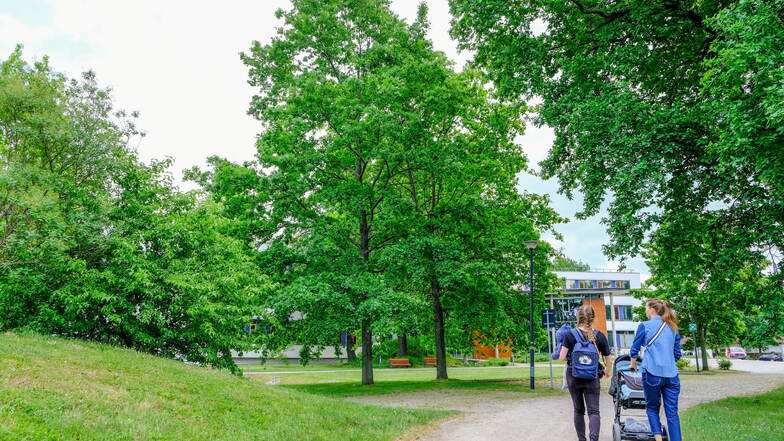 Alle Bäume und Sträucher in Coswig - wie hier im Park am Rathaus - sind unabhängig von ihrem Alter, ihrer Größe, der Art und dem Stammumfang geschützt. Das legt die Gehölzschutzsatzung der Stadt fest.