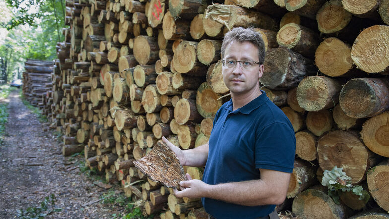 Alexander Decker stellt seinen Forst 50 Waldbesitzern als Trockenlager zur Verfügung. Damit hilft er bei der raschen Beseitigung von Borkenkäferschäden. Dies ist eine vom Freistaat geförderte Maßnahme.
