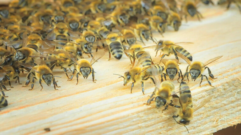 In einem Glas Honig mit 500 Gramm stecken etwa 12.000 Flugkilometer von Bienen, erklärt Imker Christoph Gommel. Drei Monate lang sammeln die Bienen Pollen. Die Jahreszeit hat auch Auswirkungen auf den Geschmack des Honigs.