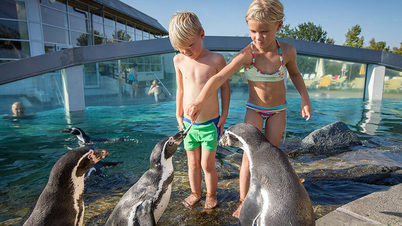 Schwimmen mit Pinguinen - ein einzigartiges Erlebnis für die gesamte Familie.