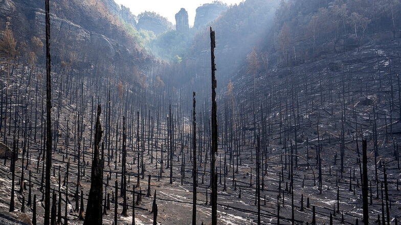 Waldbrandexperte beantwortet Fragen: Wie brennt Totholz?