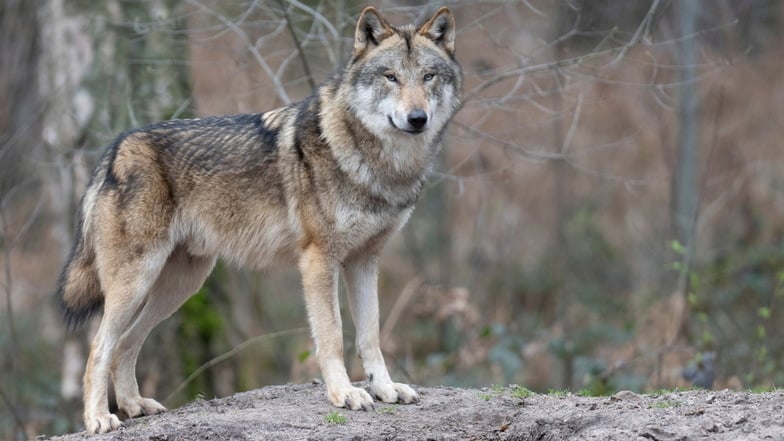 Im Tierpark: Wolf beißt Jungen in die Brust - Landkreis reagiert mit Verbot