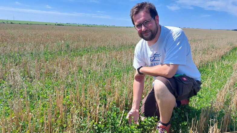 Zwischen den Hafer hat Landwirt Marcus Theinert Klee gesät. Der Klee sorgt dafür, dass weniger Wasser auf dem Feld verdunstet.