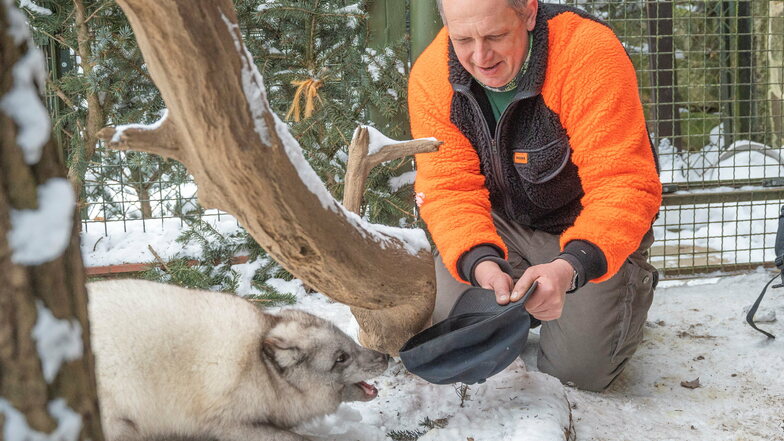 Tierparkleiter Michael Tobis beim Spielen mit Polarfuchs Lasse. Nicht nur den Fuchs machen die Temperaturen nichts aus. Auch die meisten anderen Tierparkbewohner sind hart im Nehmen.