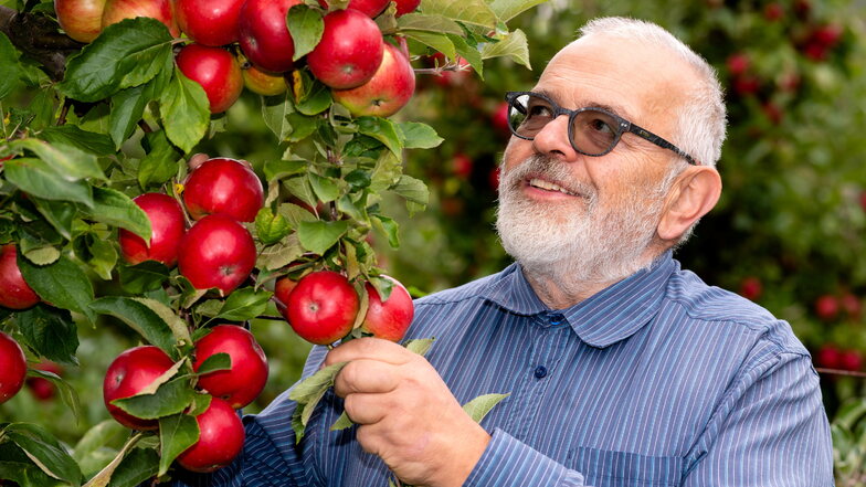 Bernhard Stolle in der Apfelplantage an der Wehrsdorfer Straße in Schirgiswalde. Es werden die letzten Früchte sein, die der Obstbauer erntet, bevor er in den Ruhestand geht.