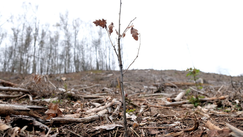 Viele Wälder im Landkreis Bautzen sind durch Stürme, Trockenheit und Borkenkäferbefall stark geschädigt. Der Bautzener Leo Club möchte jetzt einen Beitrag dazu leisten, das zu ändern. Er plant eine Baumpflanzaktion.