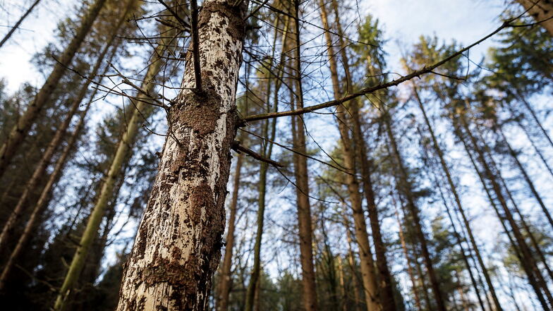 Eine vom Borkenkäfer befallene Fichte im Wald zwischen Kodersdorf und Königshain.