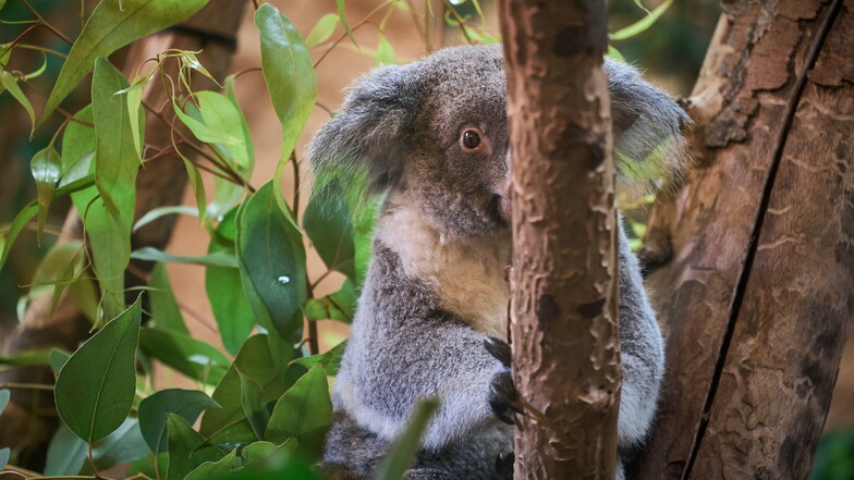 Lust auf Gesellschaft und Nähe dichten Menschen den Koalas an. Tatsächlich sind Koalas Einzelgänger, die am liebsten ihre Ruhe haben.