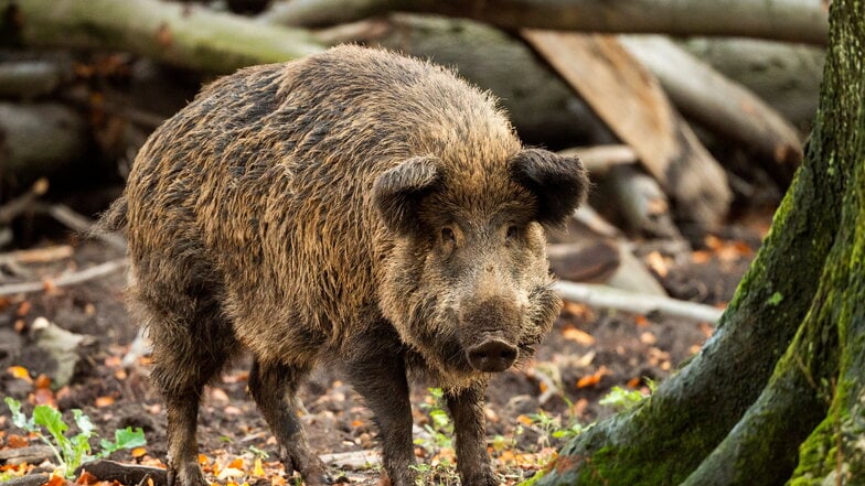 Nach dem Zusammenstoß mit einem Seat verschwand ein Wildschwein im Wald.