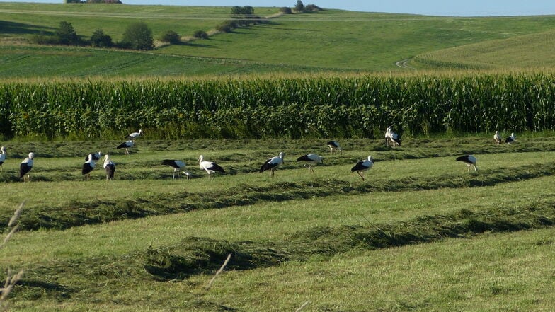 Die Storchenversammlung am Oberseifersdorfer Schanzberg.