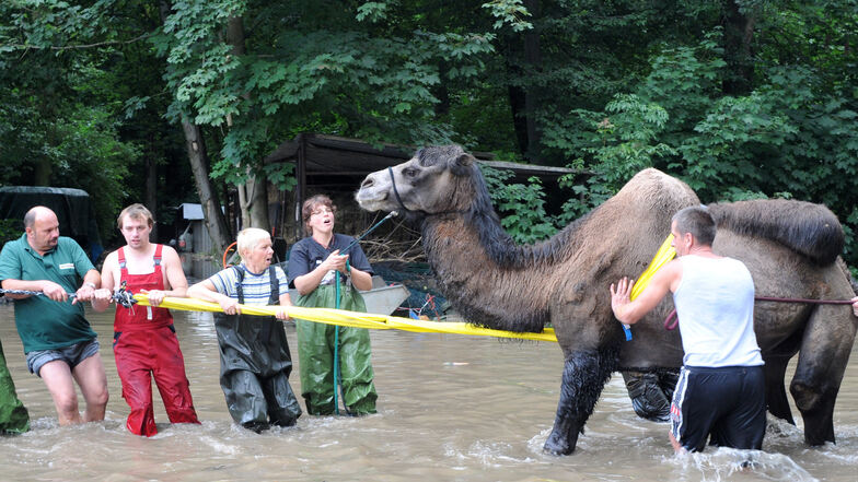 Mitarbeiter und Helfer des Zittauer Tierparks retten den geschwächten und verstörten Mustafa 2010 aus den Fluten.