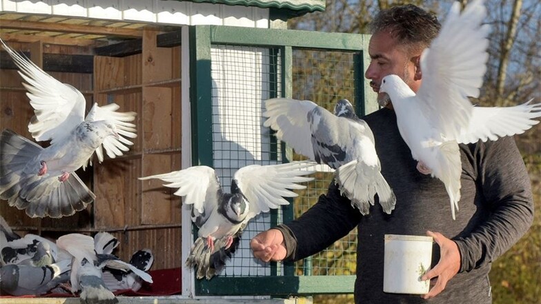 Sebastian Raca aus Wermsdorf zeigt bei der Rassegeflügelausstellung in Ostrau, was seine Tauben können. Sie landen immer wieder in ihrem Schlag, angelockt von ihrem Besitzer.