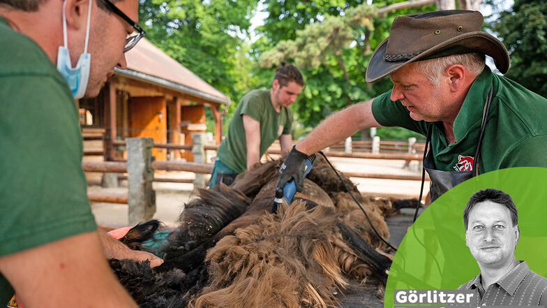 Sven Hammer, Direktor des Tierpark Görlitz setzt die Schere an. Alpakastute Delores lässt es über sich ergehen.