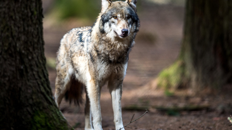 In der Nähe von Hochkirch hat ein Wolf ein seltenes Steppenschaf gerissen.