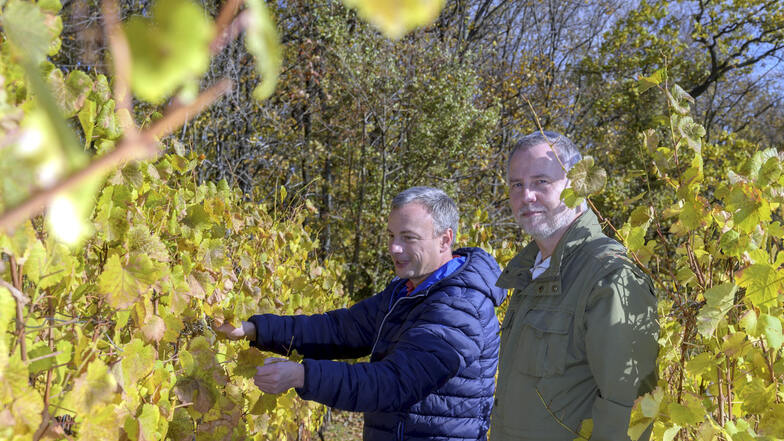 Die Vorsitzenden der Weinbaugemeinschaft Niederlößnitz, Carsten Puhlmann und Uwe Reimann, freuen sich über neue Interessierte, die Wein anbauen möchten.