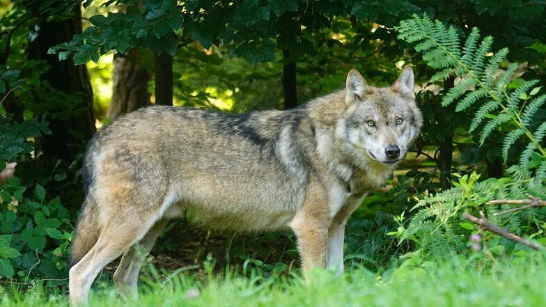 Ein Wolf war mit hoher Wahrscheinlichkeit in Siebeneichen. In Sachsen sind 38 Rudel, vier Paare und zwei territoriale Einzeltiere nachgewiesen.