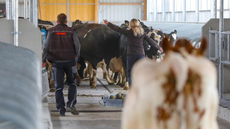 Die Mitarbeiter sorgen dafür, dass die Kühe in dem vorgesehenen Stallbereich bleiben.