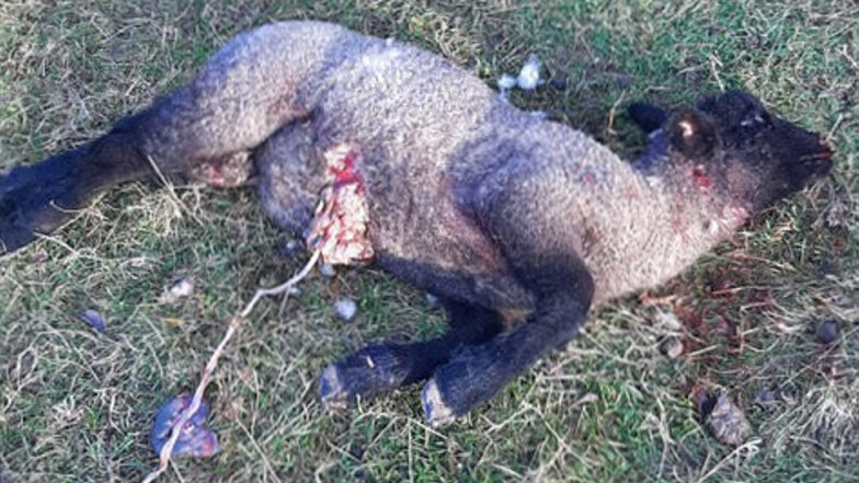 Wolfsriss in Eulitz? Zwei Schafe aus der Alten Schäferei wurden getötet, ein drittes so schwer verletzt, dass es eingeschläfert werden musste.