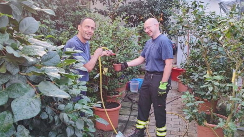 Spaß bei einer ungewöhnlichen Aufgabe für die Feuerwehr. Königsbrücks Stadtwehrleiter Torsten Peter (l.) gießt mit einem Kameraden die Kamelien im Gewächshaus.