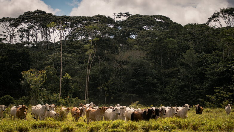 Rinderfarm mit Restwald im Hintergrund, in der Gemeinde Calamar, Kolumbien