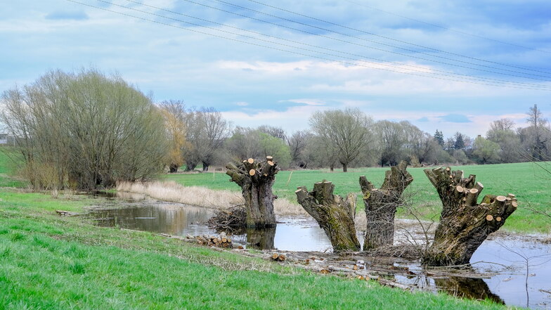Als die Elbe jüngst viel Wasser führte, schwappte auch welches in die Elbaue. Wo es jetzt noch steht, fließt künftig der Lößnitzbach lang. Die Besitzer der angrenzenden Grundstücke fürchten künftig öfters Überschwemmungen ihrer Wiesen.