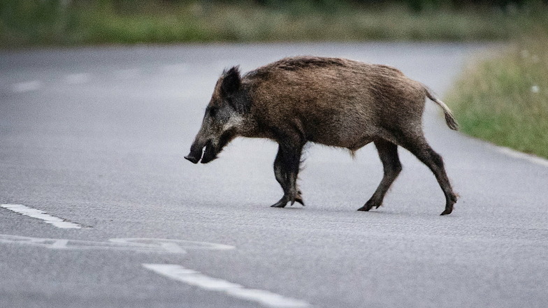 Wildschweine können die Schweinepest leicht auf Hausschweine übertragen - wenn sie sich begegnen. Sächsische Jäger und Landwirte wollen lieber mehr Wildtiere vorbeugend schießen.