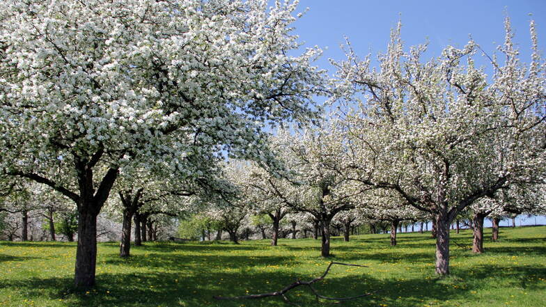 Wie hier in Rippien bestechen im Bannewitzer Gemeindegebiet so einige Streuobstwiesen mit ihrem Blütenzauber.