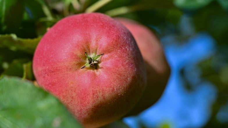 Rotbäckig und knackig, so sieht der Gala aus. Äpfel dieser frühen Sorte werden seit Ende August auch in Sachsen geerntet – dort, wo der Spätfrost die Blüten nicht vernichtet hat.