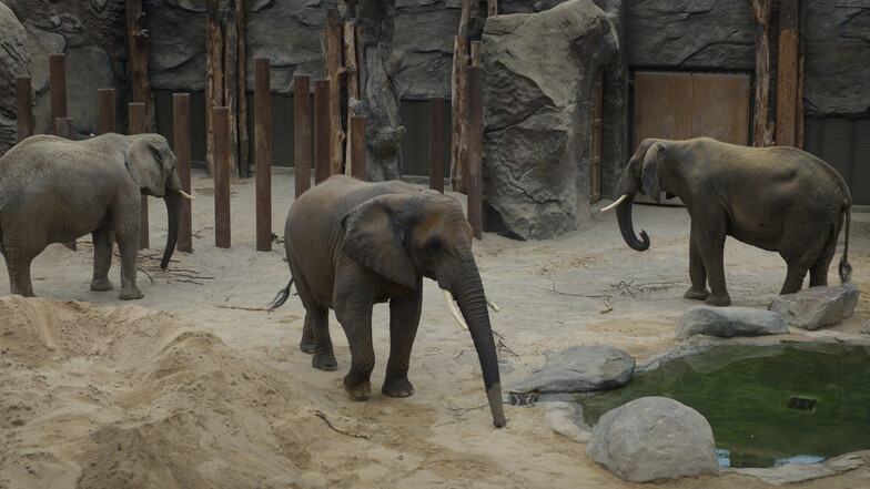 Die Elefantengruppe im Dresdner Zoo. 