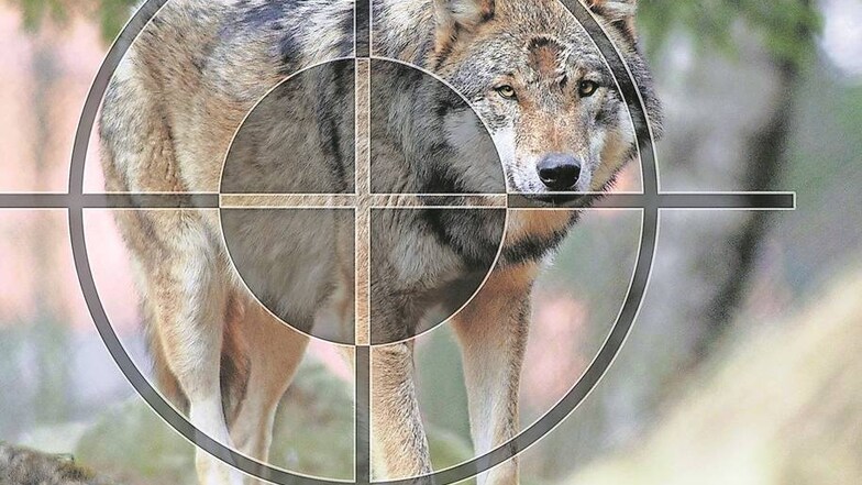Im Visier von Feinden: Bereits sechs illegale Wolfstötungen wurden in Ostsachsen registriert. Foto: dpa/Armin Weigel