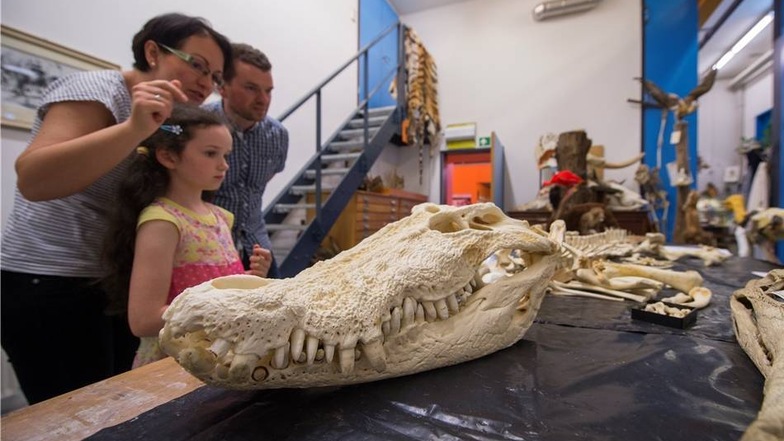 Senckenberg Naturhistorische Sammlungen: Jens und Melanie Hubrig betrachten mit Tochter Annalena (7) das Skelet des Krokodils Max aus dem Dresdner Zoo.