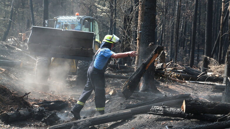 Sächsische Schweiz: Bis Freitag Anträge für Hilfsprogramm Waldbrand stellen