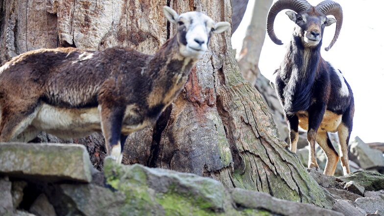 Die Tiere im Riesaer Tierpark freuen sich, dass wieder Besucher auftauchen. Diese müssen allerdings einen aktuellen Coronatest mitbringen.