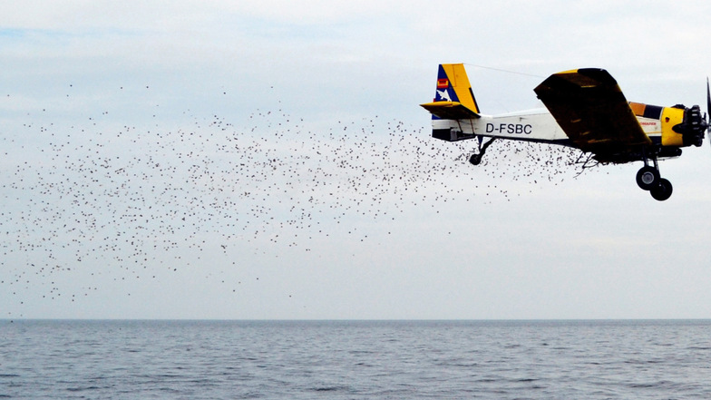 Ein Flugzeug streut die Pellets aus. Fotos: Sören Tech/Holger Unbehaun