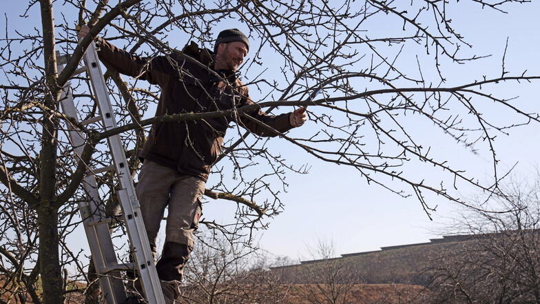 Sebastian Wünsch steht auf der Leiter und kürzt einen Ast eines Apfelbaumes. Auf einer Glaubitzer Streuobstwiese gab er jetzt praktische Tipps für den Baumschnitt.