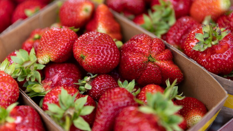 Sehen zwar reif aus, sind aber meist nicht aromatisch: frühe Erdbeeren.