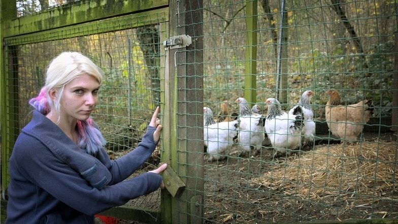 Werden zusammengepfercht: Die Meißner Tierparkmitarbeiterin Stefanie Hiller schließt das Gatter der Voliere, in der die Brahma-Hühner nun eingesperrt sind.