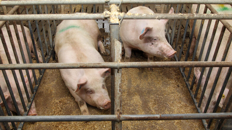 Schweine in einem konventionellen Kastenstall.