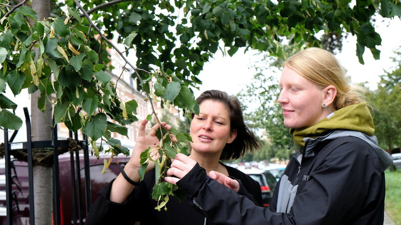 Inga Skambraks und Bianca Schöne (r.) vom städtischen Bauverwaltungsamt betrachten eine zehn Jahre alte Linde an der Zaschendorfer Straße. Für Jungbäume wie diesen sucht die Stadt Baumpaten.