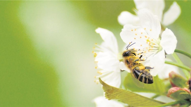 Kann es ein friedlicheres Frühlingsbild geben als eine Honigbiene, die emsig Pollen sammelt? Es wird seltener, denn die Insekten sind ernsthaft bedroht.Fotos: Klaus-Dieter Brühl