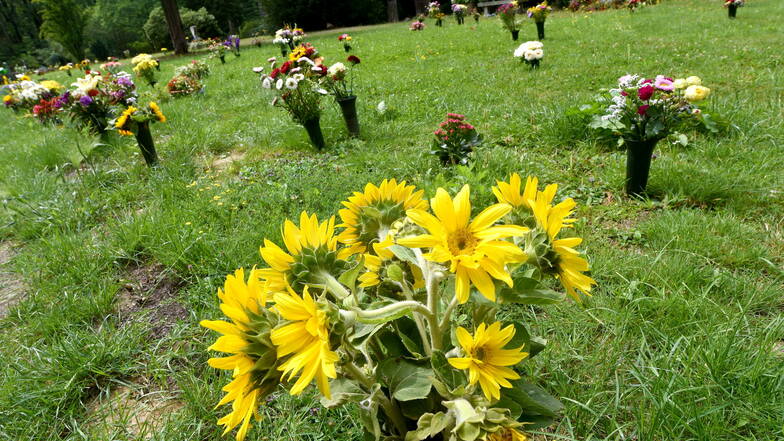 Nicht einmal Blumen - wie hier auf der anonymen Bestattungs-Wiese auf dem Zittauer Friedhof - darf es geben bei dieser Beisetzung von Amts wegen.
