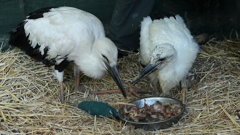 Das Jungtier aus Wessel (links) musste nach seiner Verletzung am Bein eingeschläfert werden. Beim Storch aus Wittichenau hoffen die Experten des Naturschutz-Tierparks in Görlitz auf baldige Genesung.
