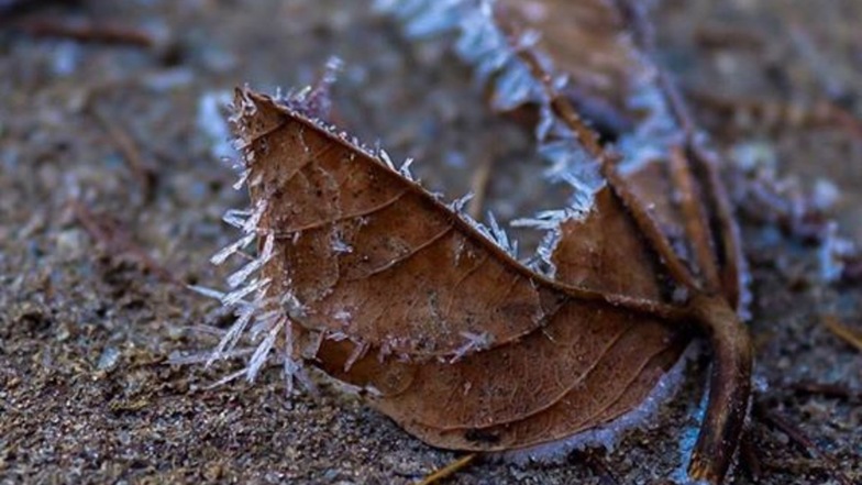Die Folgen des Herbstes und Winters zeigen sich an diesem Blatt. Foto: Bella von Rosenstein